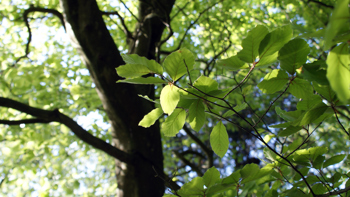 Bøgetræ med grønne blade