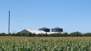 Majsmark med biogasanlæg i baggrunden
